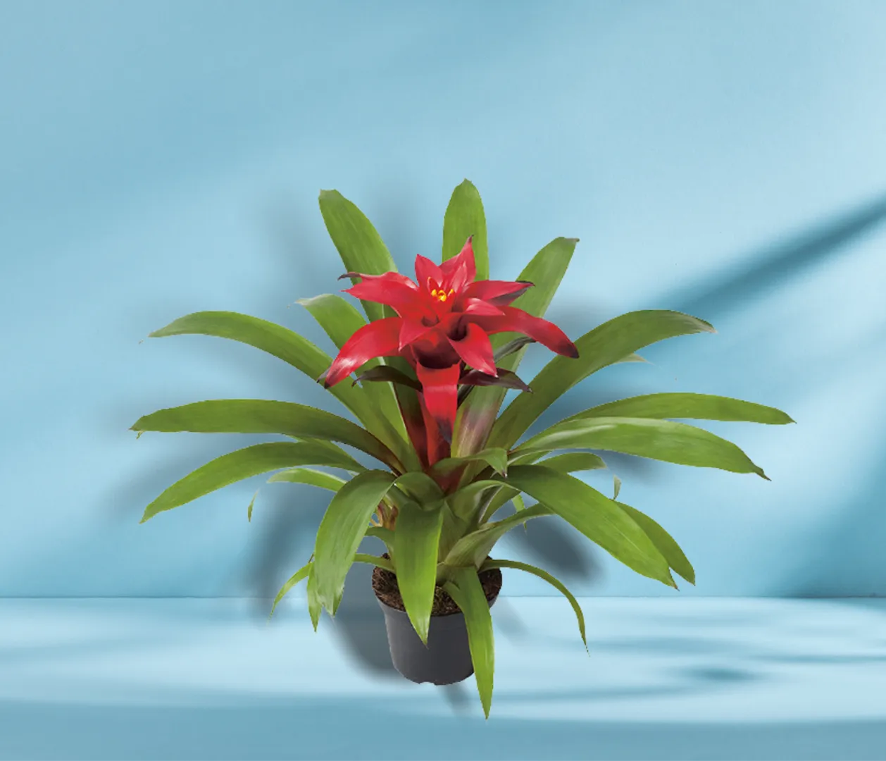 BROM GUZMANIA BLITZ