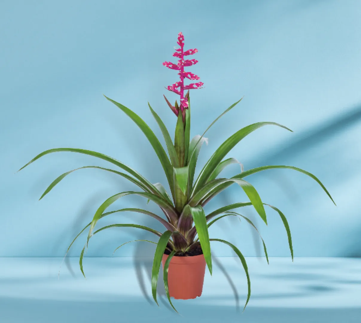 BROM GUZMANIA CHOICE