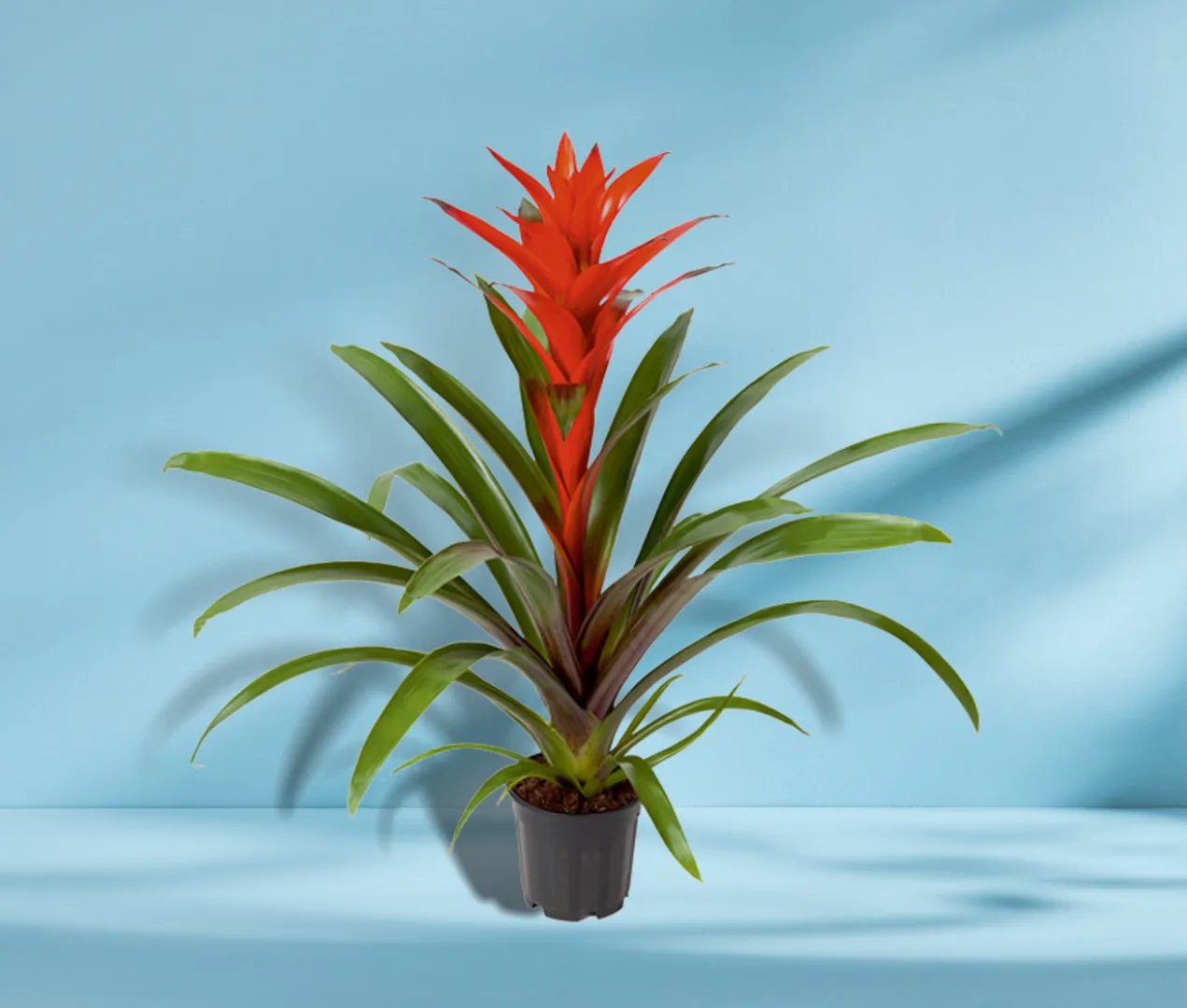 BROM GUZMANIA ALEGRA