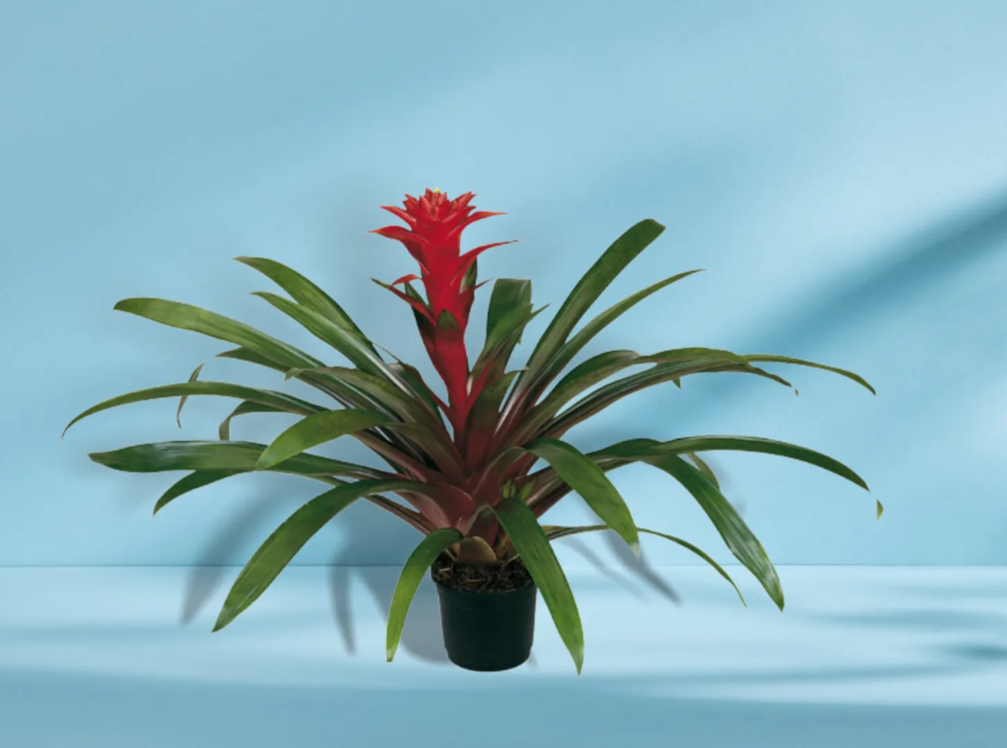 BROM GUZMANIA CLARET