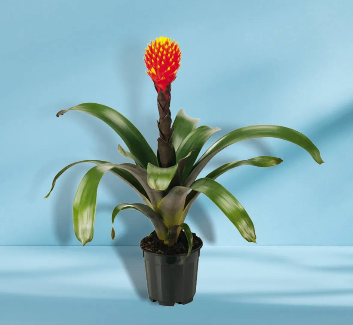 BROM GUZMANIA CONIFERA
