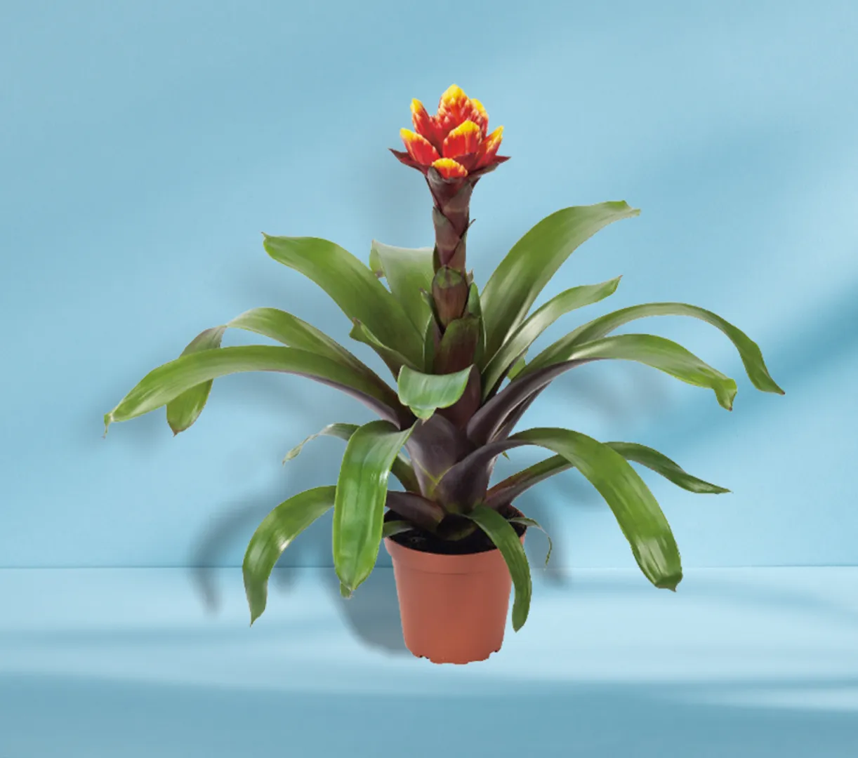 BROM GUZMANIA CROWN