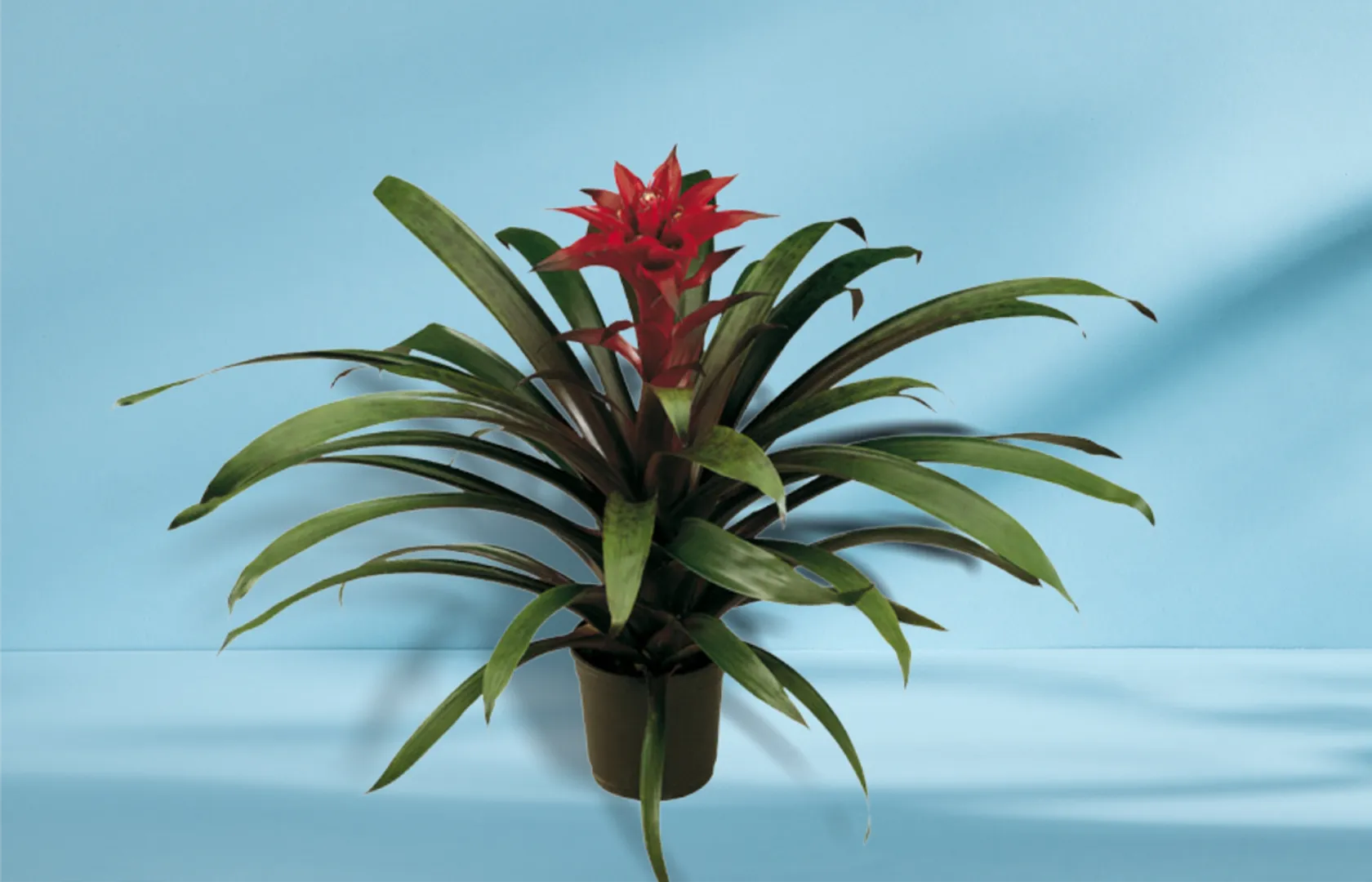 BROM GUZMANIA DECORA