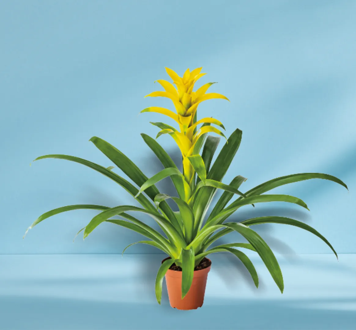 BROM GUZMANIA DESIRE