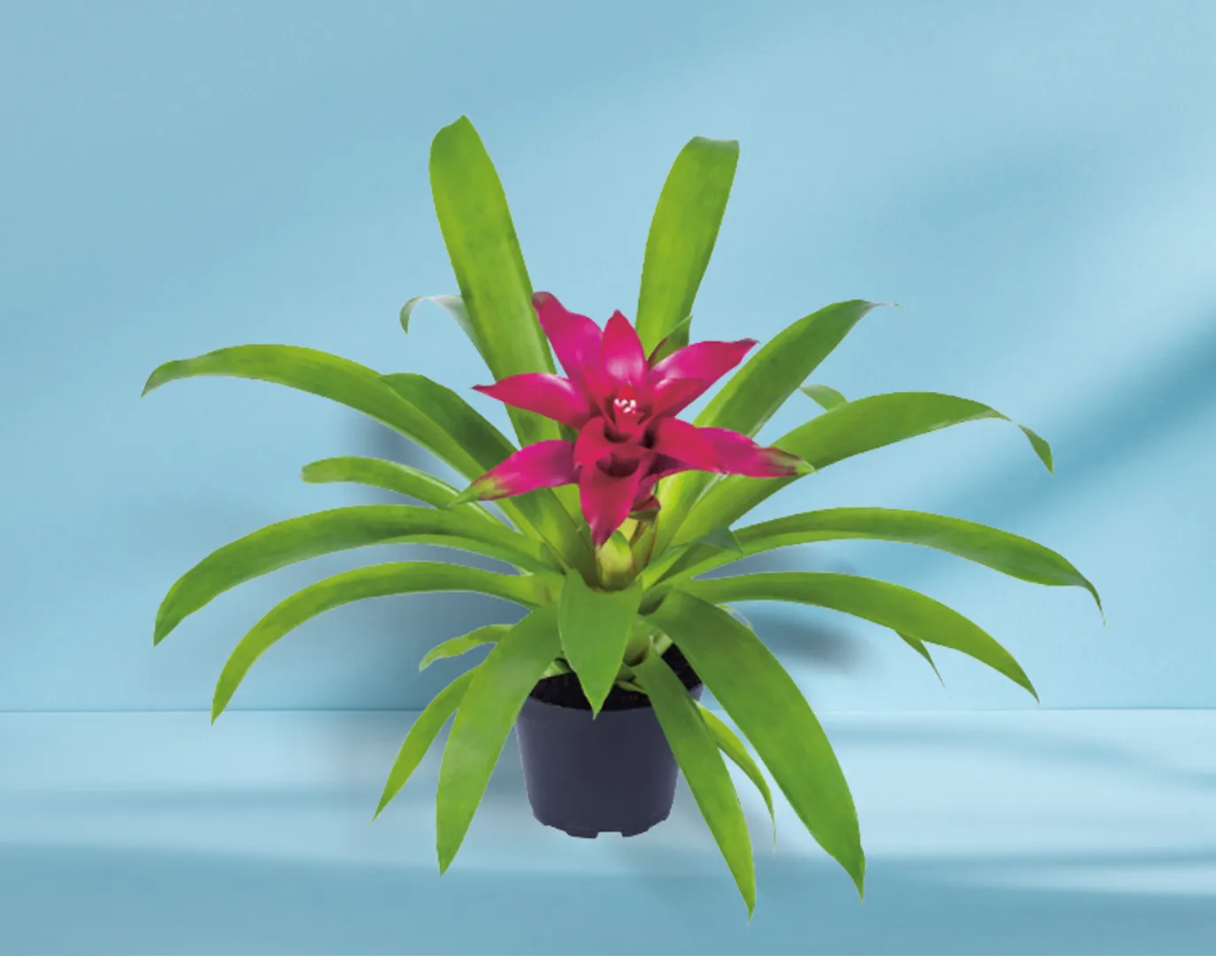 BROM GUZMANIA DREAM