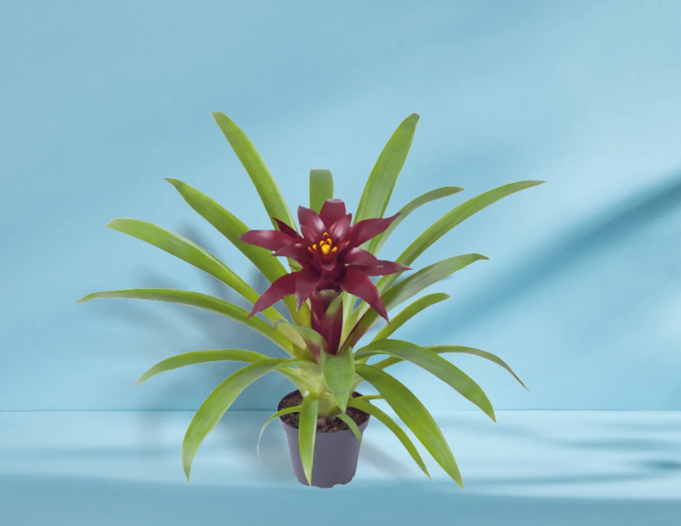 BROM GUZMANIA FALL