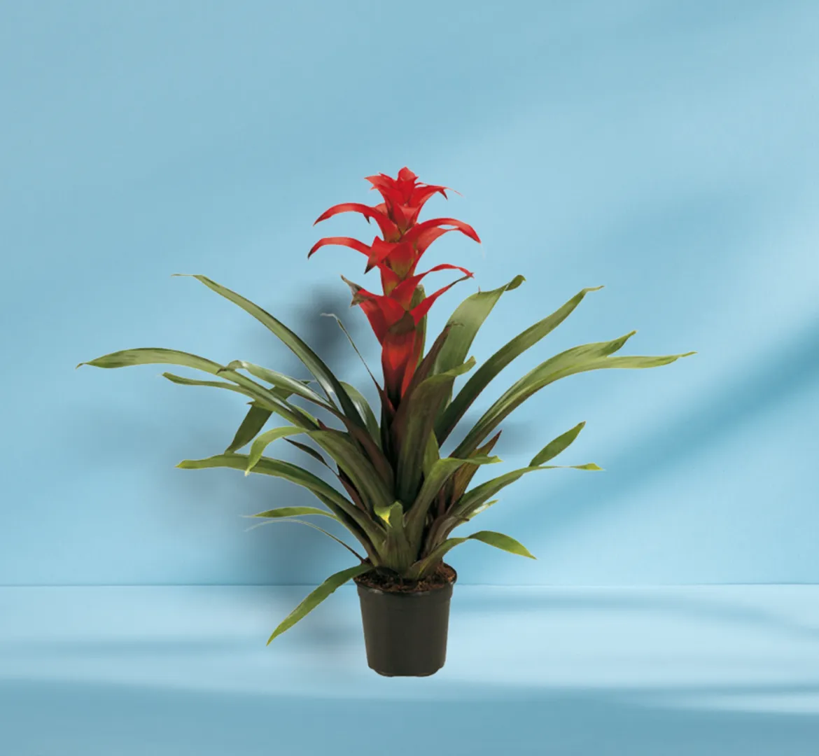 BROM GUZMANIA FIESTA