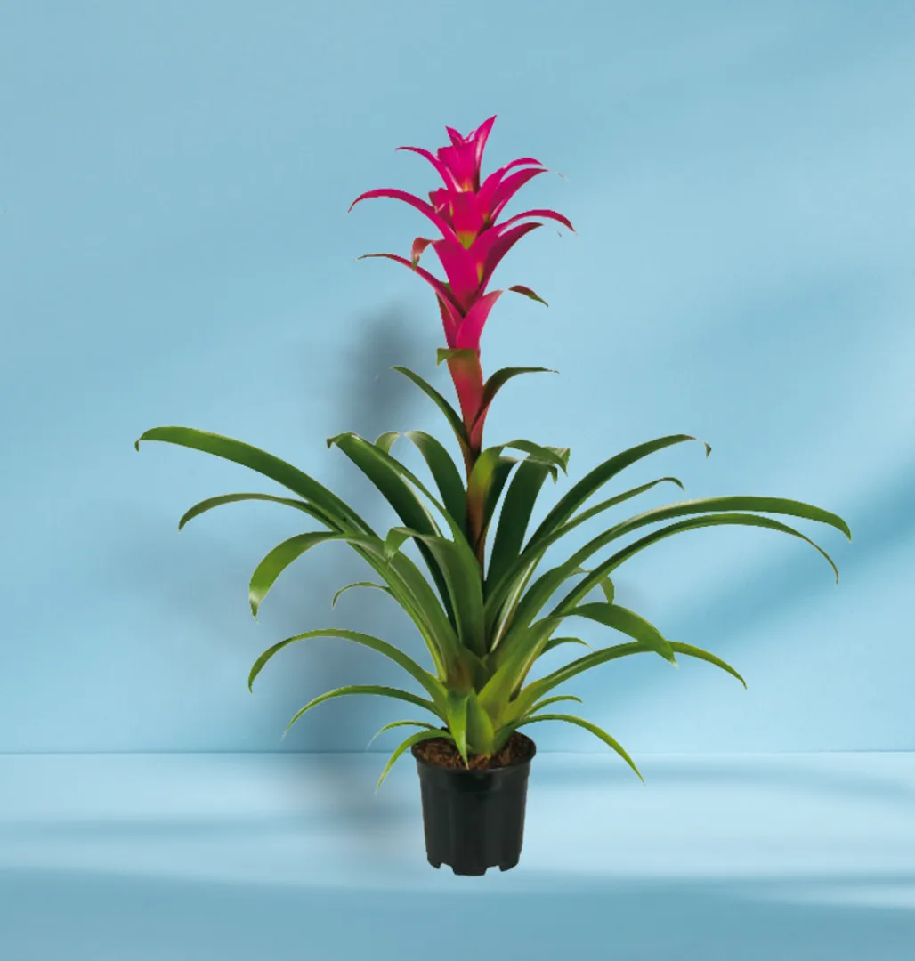 BROM GUZMANIA FREYA