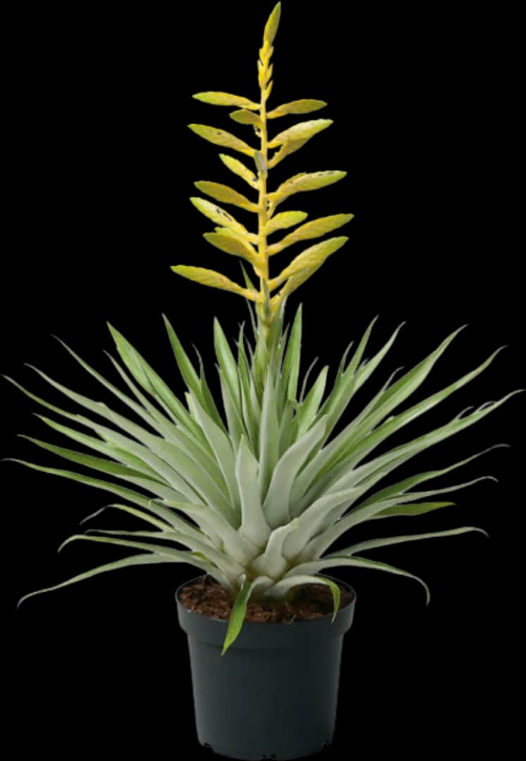 BROM TILLANDSIA OERSTEDIANA