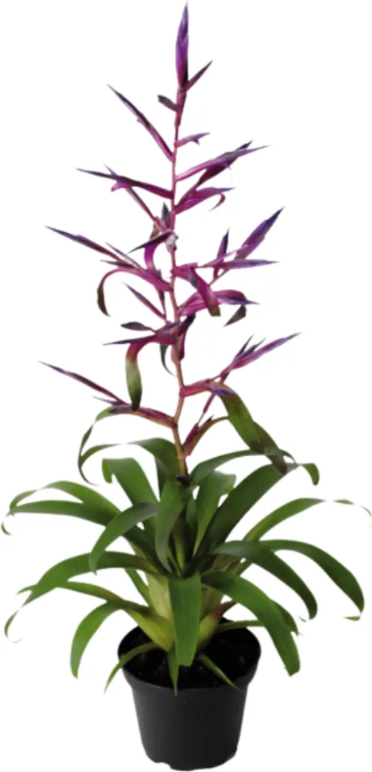 BROM TILLANDSIA MORA