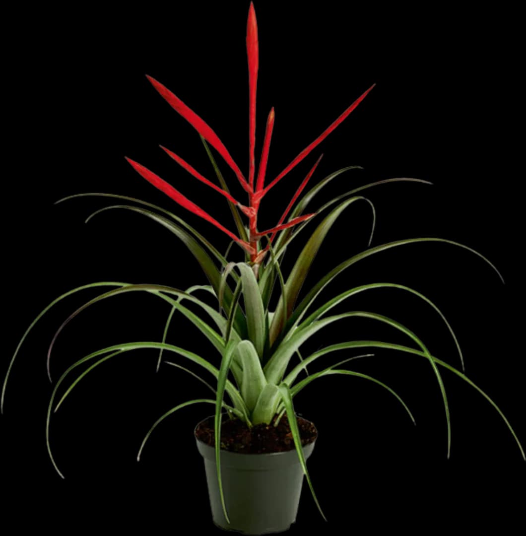 BROM TILLANDSIA SPIRIT