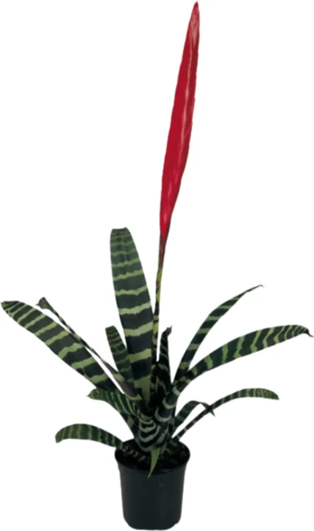 BROM VRIESEA SPLENRIET