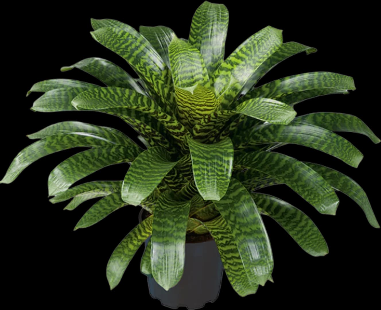 BROM VRIESEA HIEROGLYPHICA