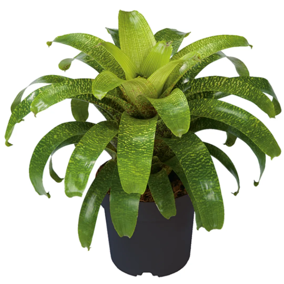 BROM VRIESEA FENESTRALIS