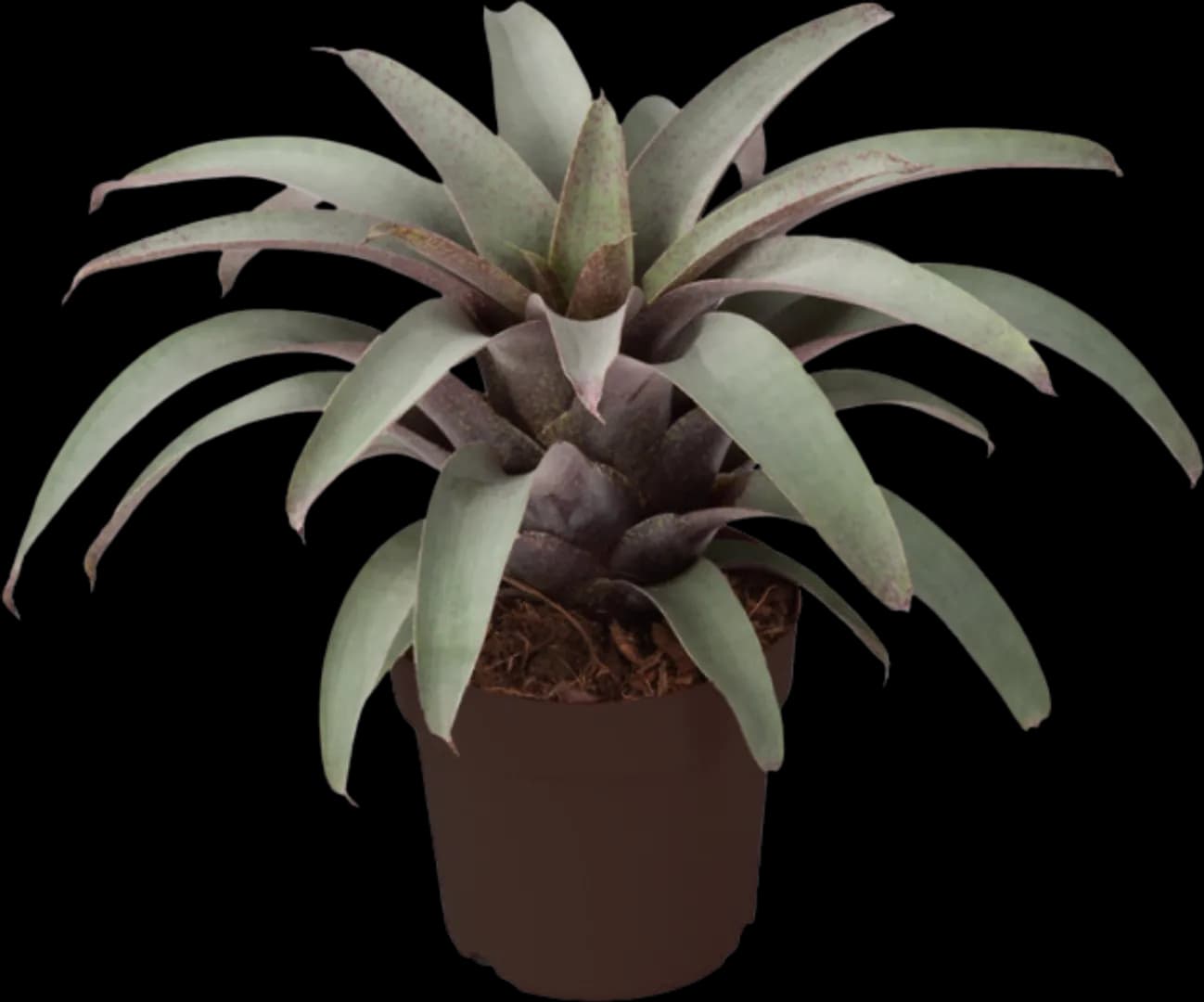 BROM VRIESEA SAUNDERSII