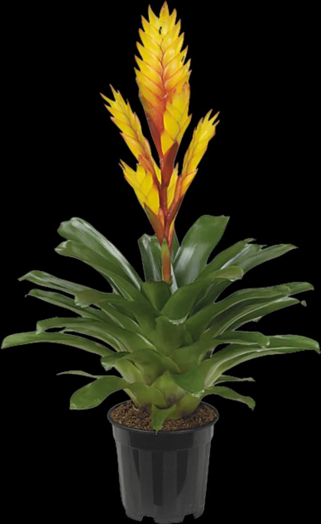 BROM VRIESEA ELECTRIC