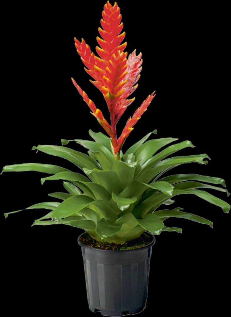 BROM VRIESEA SPARKLE