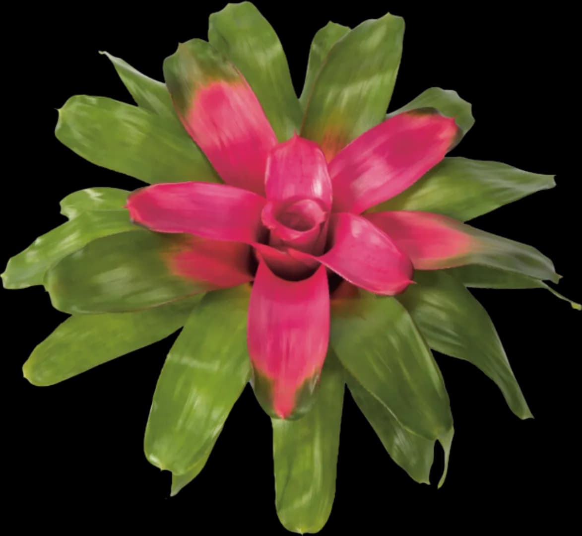 BROM NEOREGELIA BLUZH