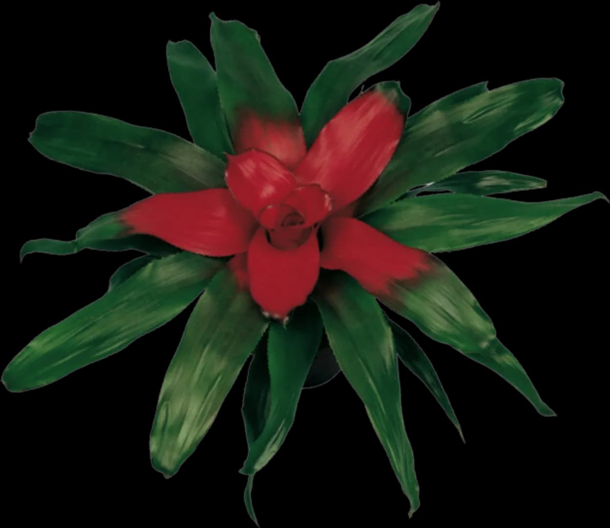 BROM NEOREGELIA CAROLINAE