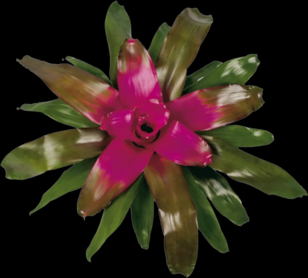 BROM NEOREGELIA NUANCE
