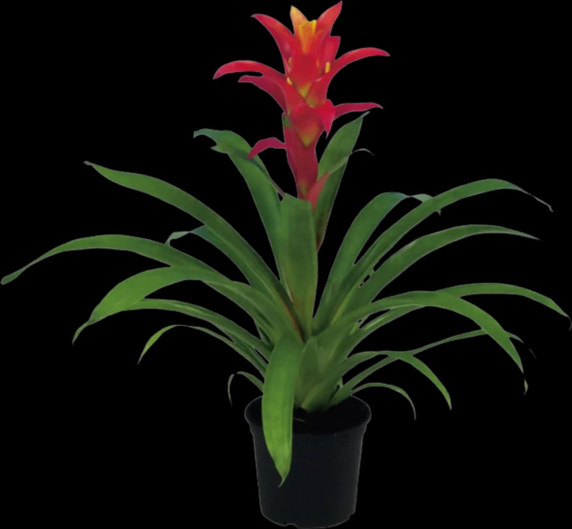 BROM GUZMANIA JAZZ