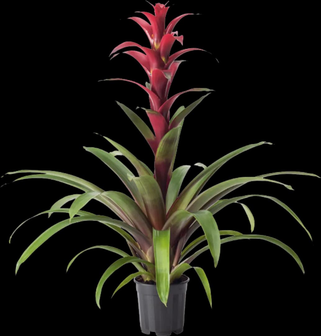 BROM GUZMANIA NEXTARA
