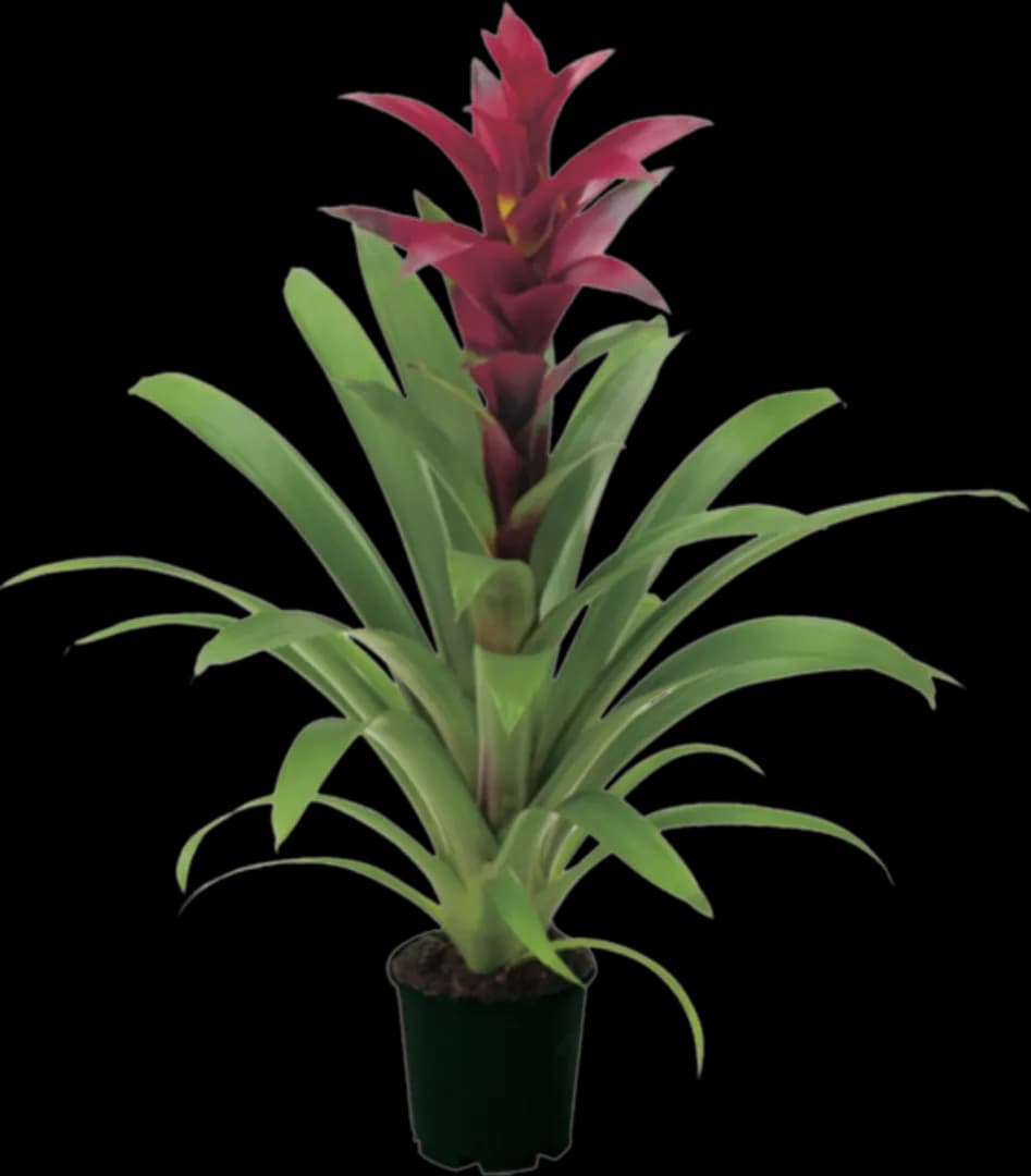 BROM GUZMANIA SWITCH