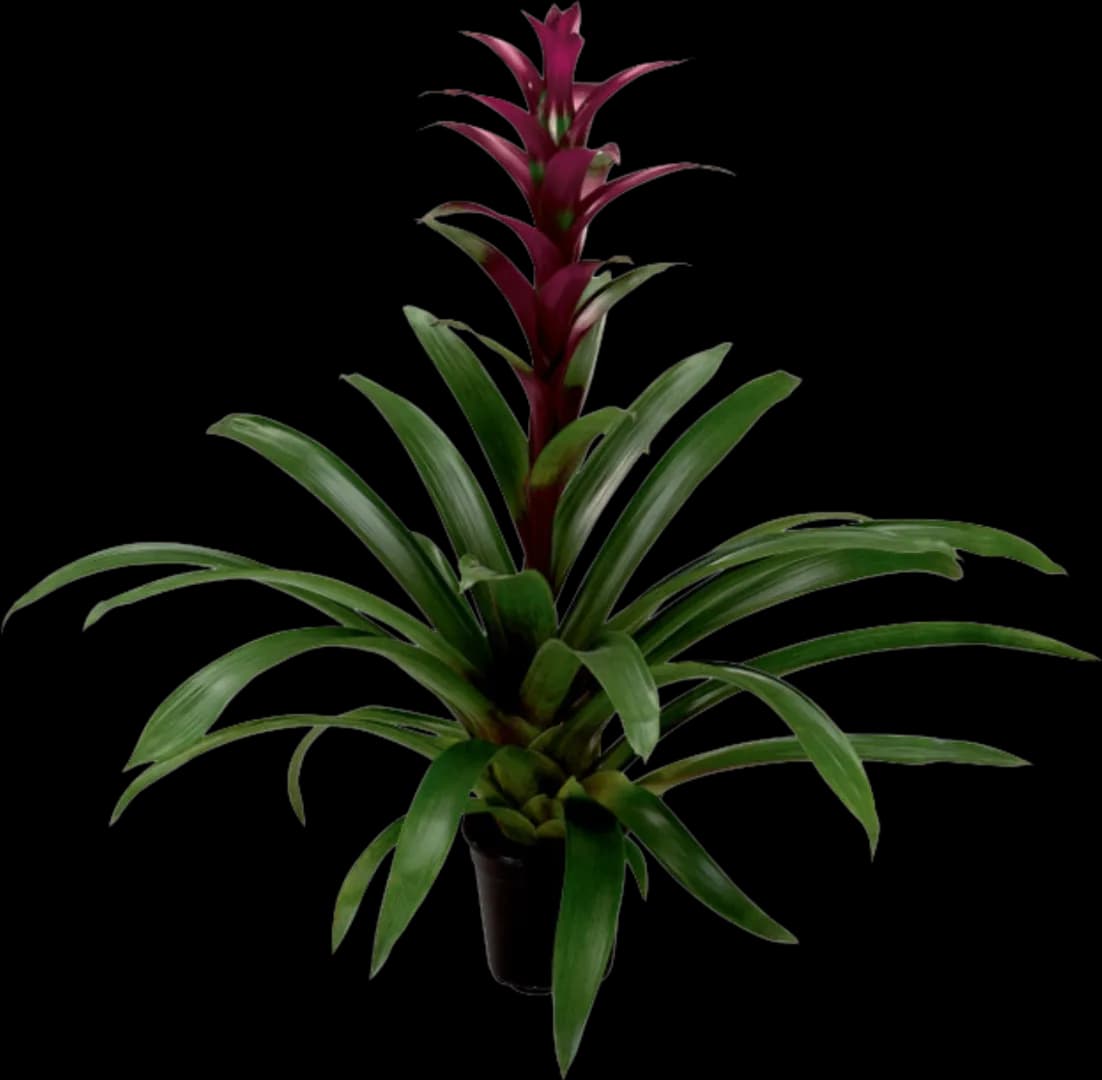 BROM GUZMANIA LUNA