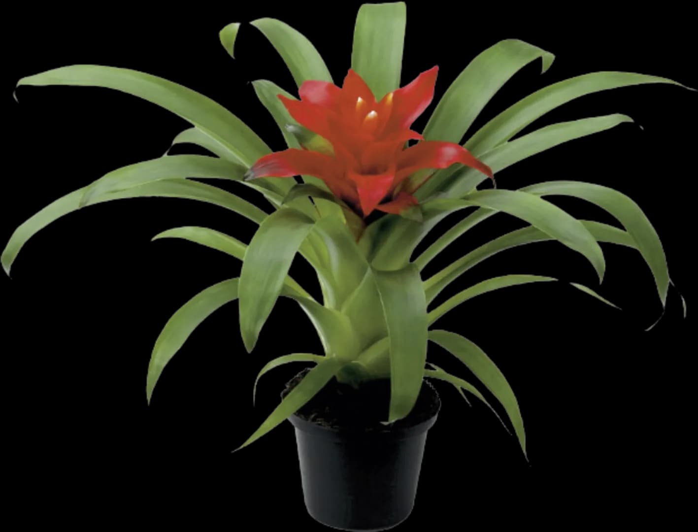 BROM GUZMANIA TEMPO