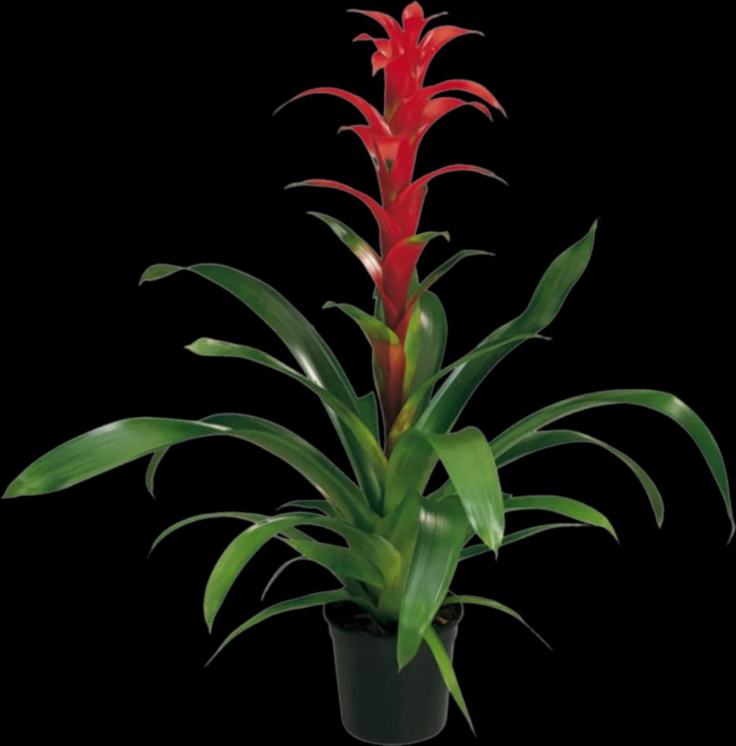 BROM GUZMANIA RANA
