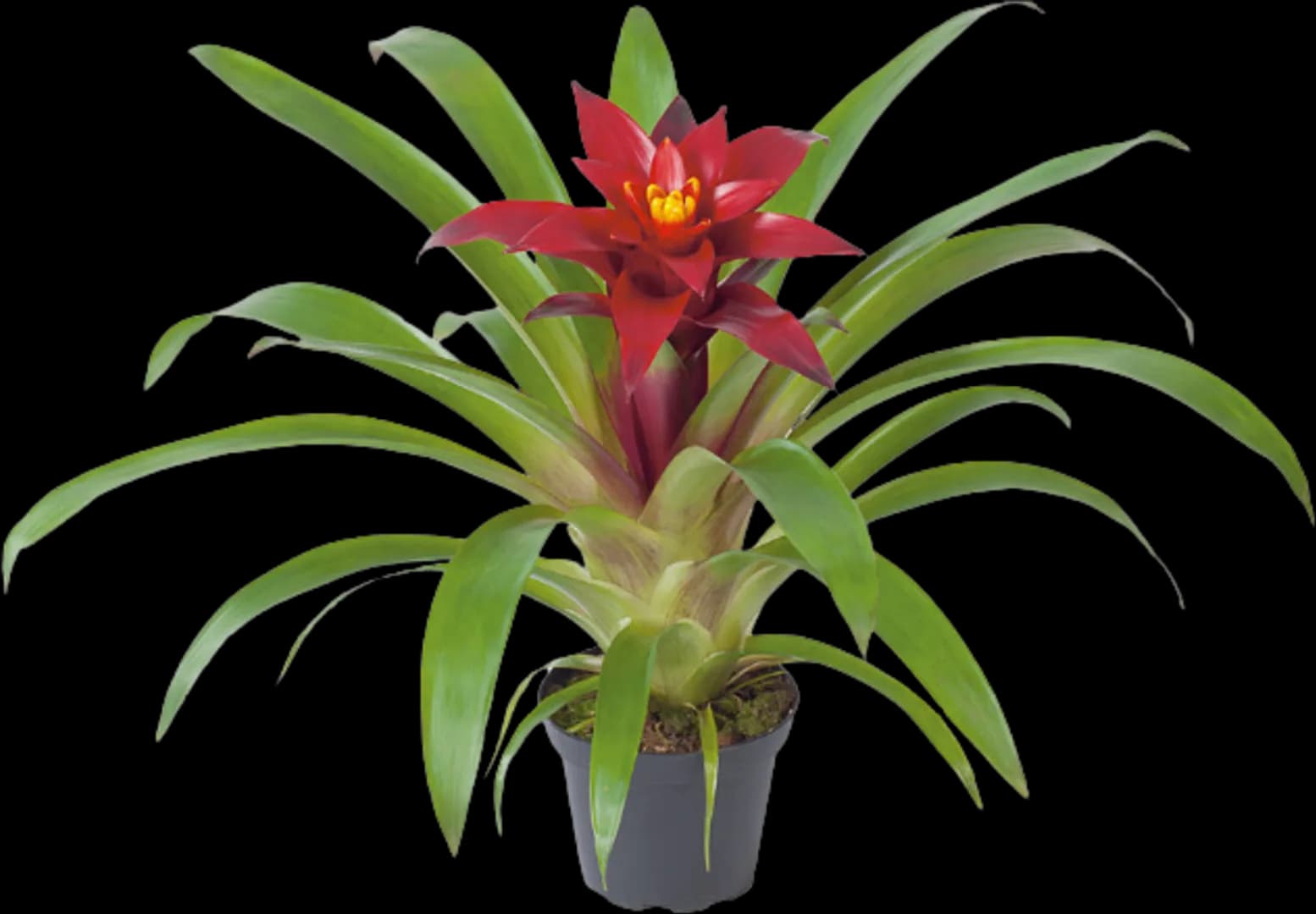 BROM GUZMANIA SKY