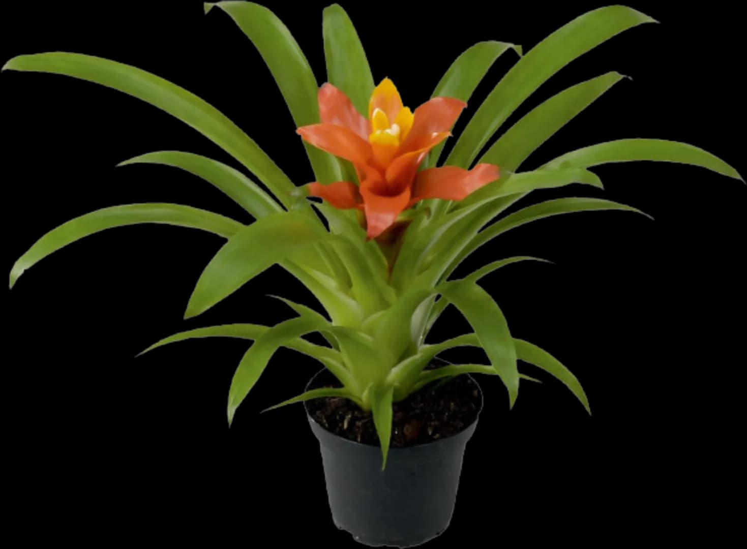 BROM GUZMANIA RITMO