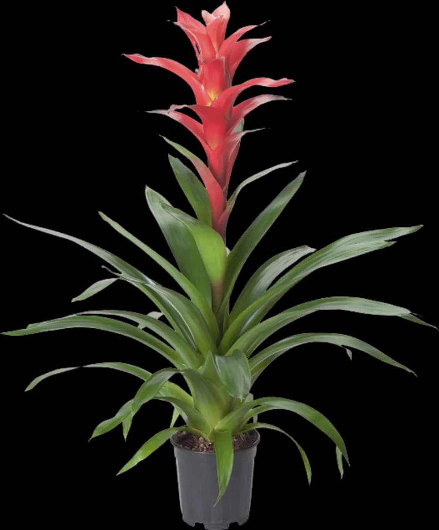 BROM GUZMANIA ROUCHE