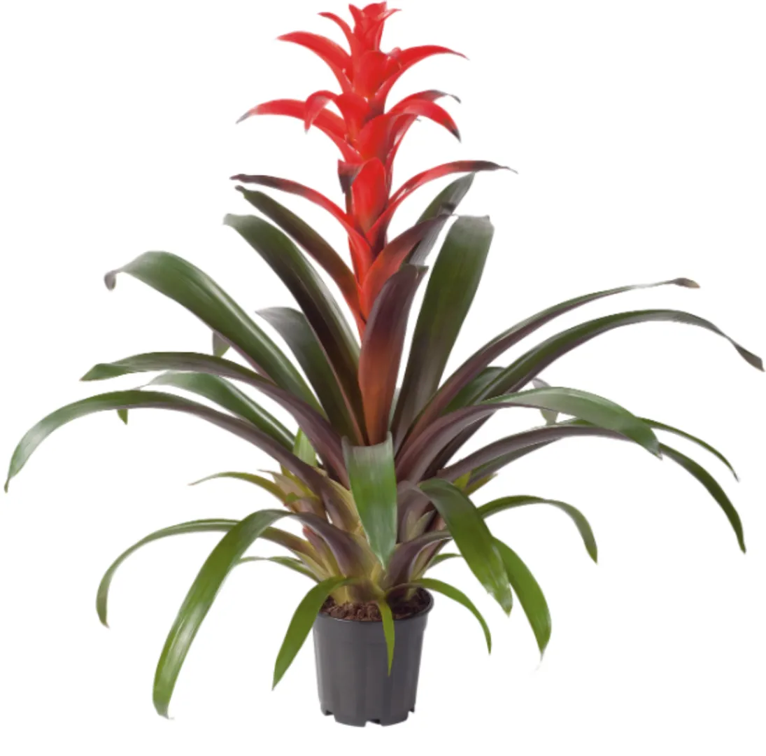 BROM GUZMANIA FUTURA