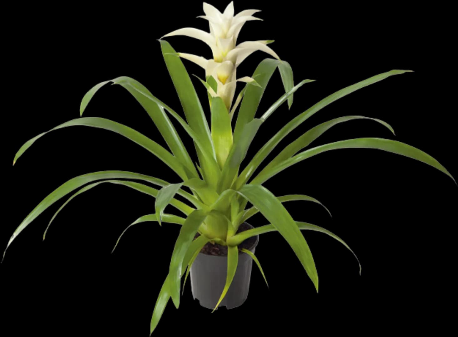 BROM GUZMANIA FROOZEN