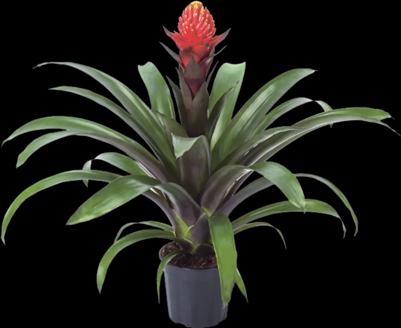 BROM GUZMANIA PUNTA