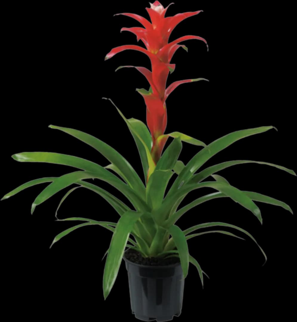 BROM GUZMANIA TECHNO