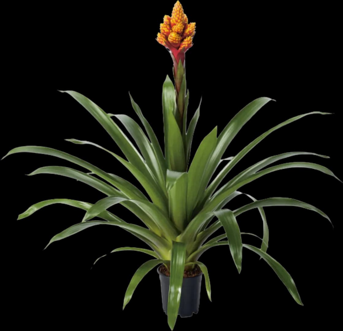 BROM GUZMANIA MIXXTA