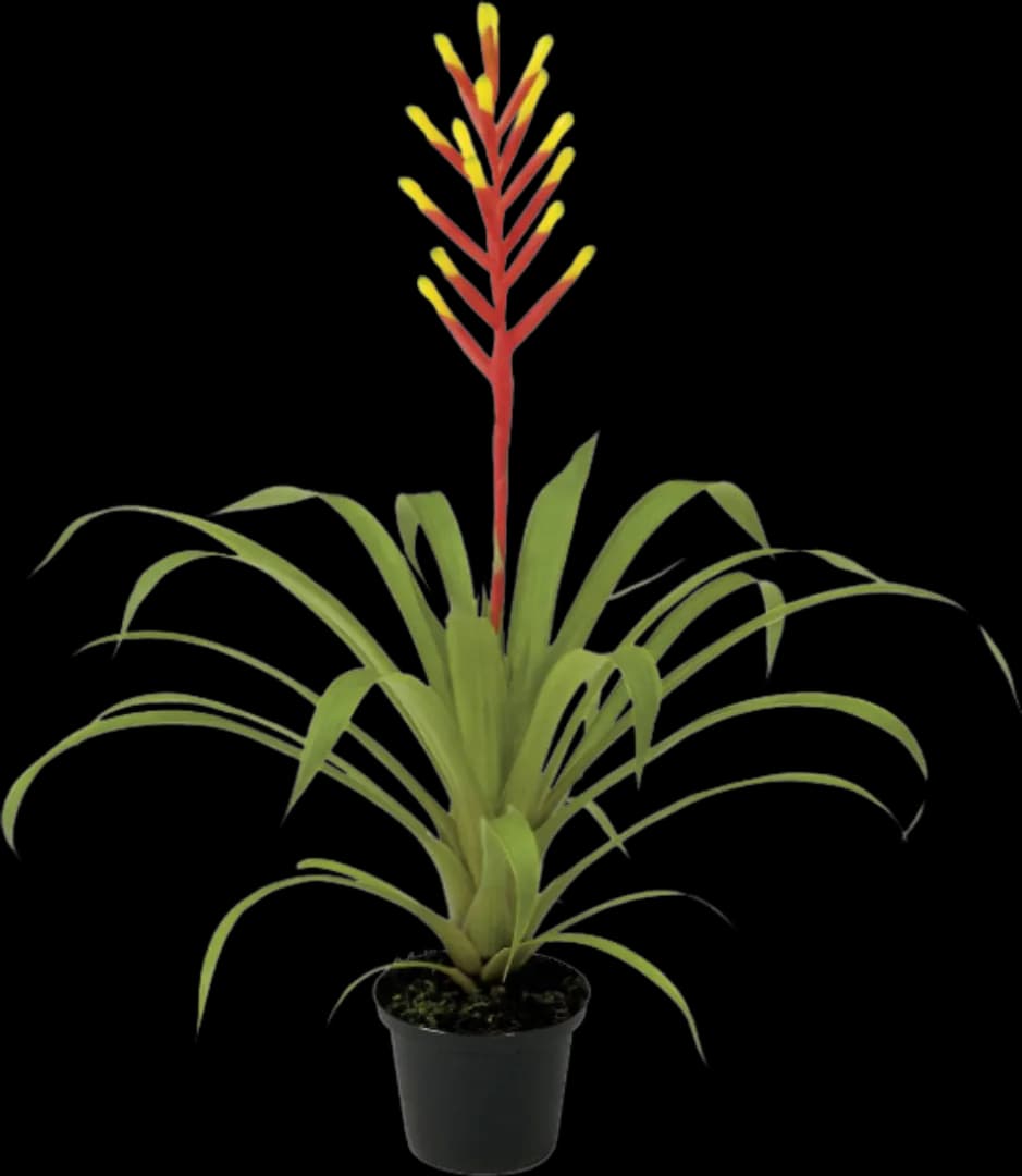 BROM GUZMANIA SPRING
