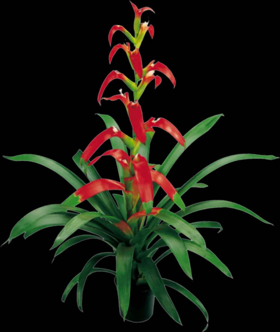 BROM GUZMANIA WITTMACKII