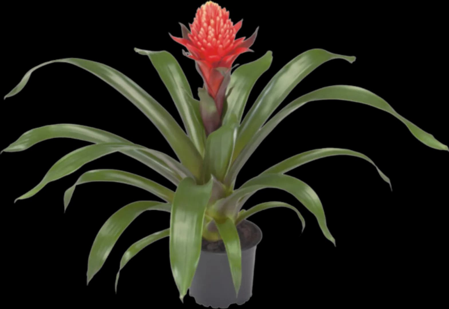 BROM GUZMANIA REDTIX
