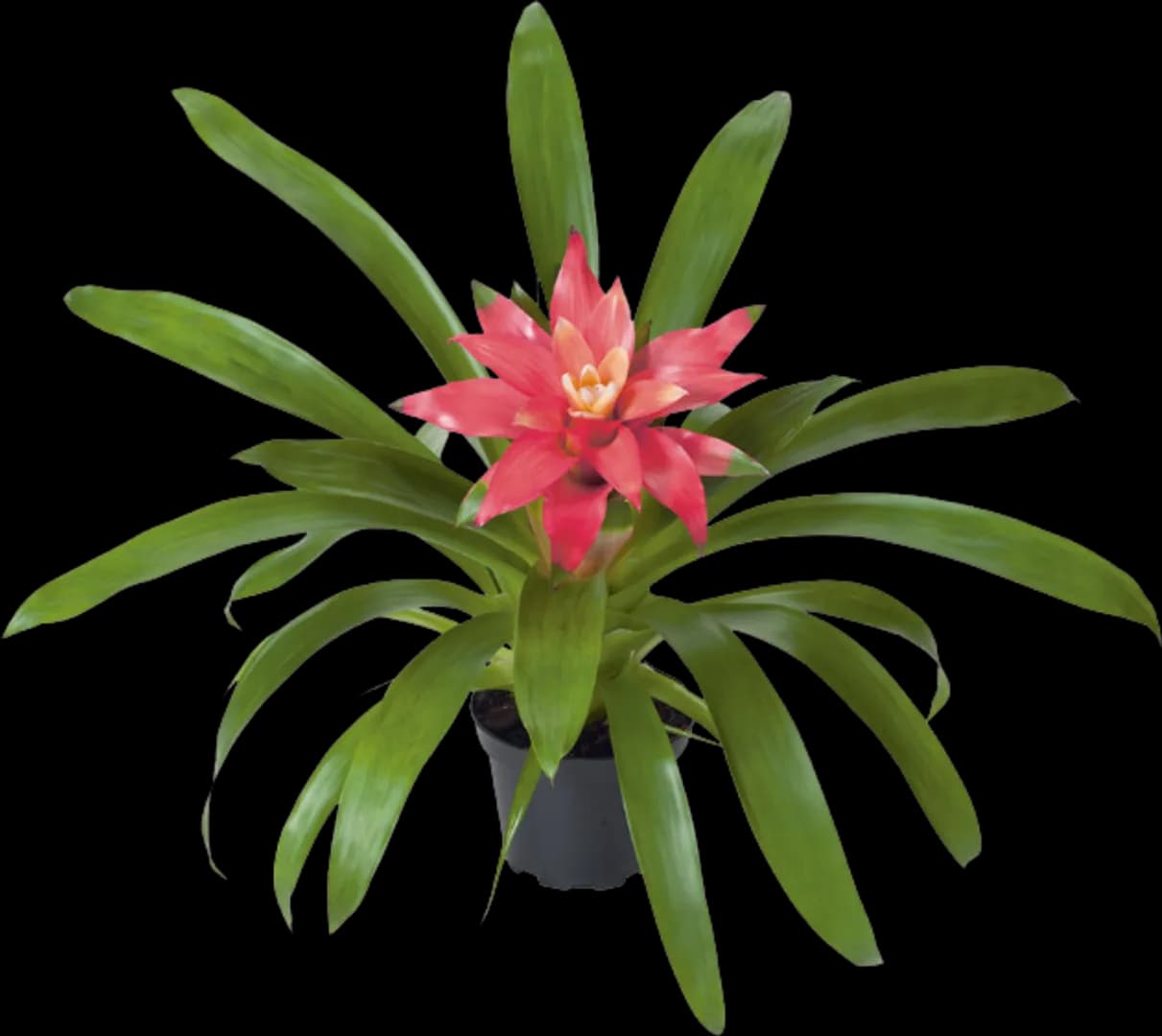 BROM GUZMANIA RETRO