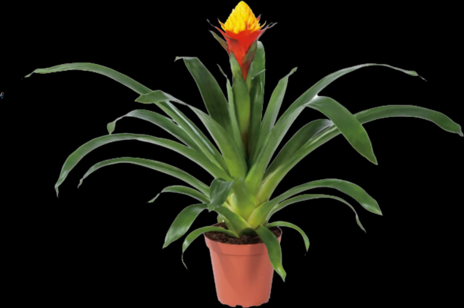 BROM GUZMANIA YELTIX