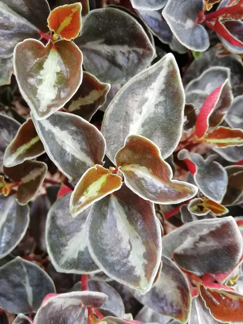 PEPEROMIA METALLICA VAR. COLUMBIANA