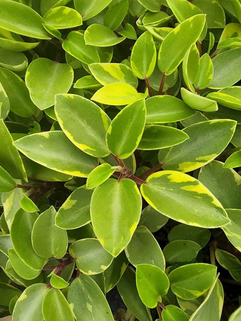 PEPEROMIA PIXIE ARENAL