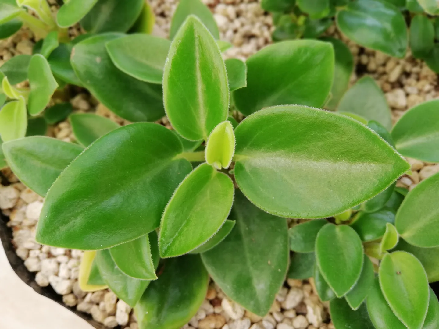 PEPEROMIA PIXIE GREEN