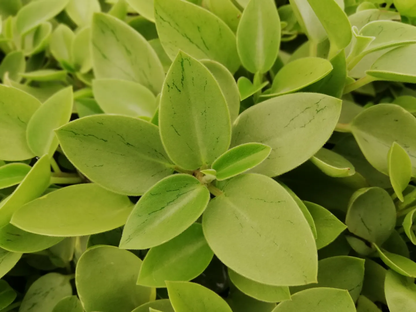 PEPEROMIA PIXIE LIME