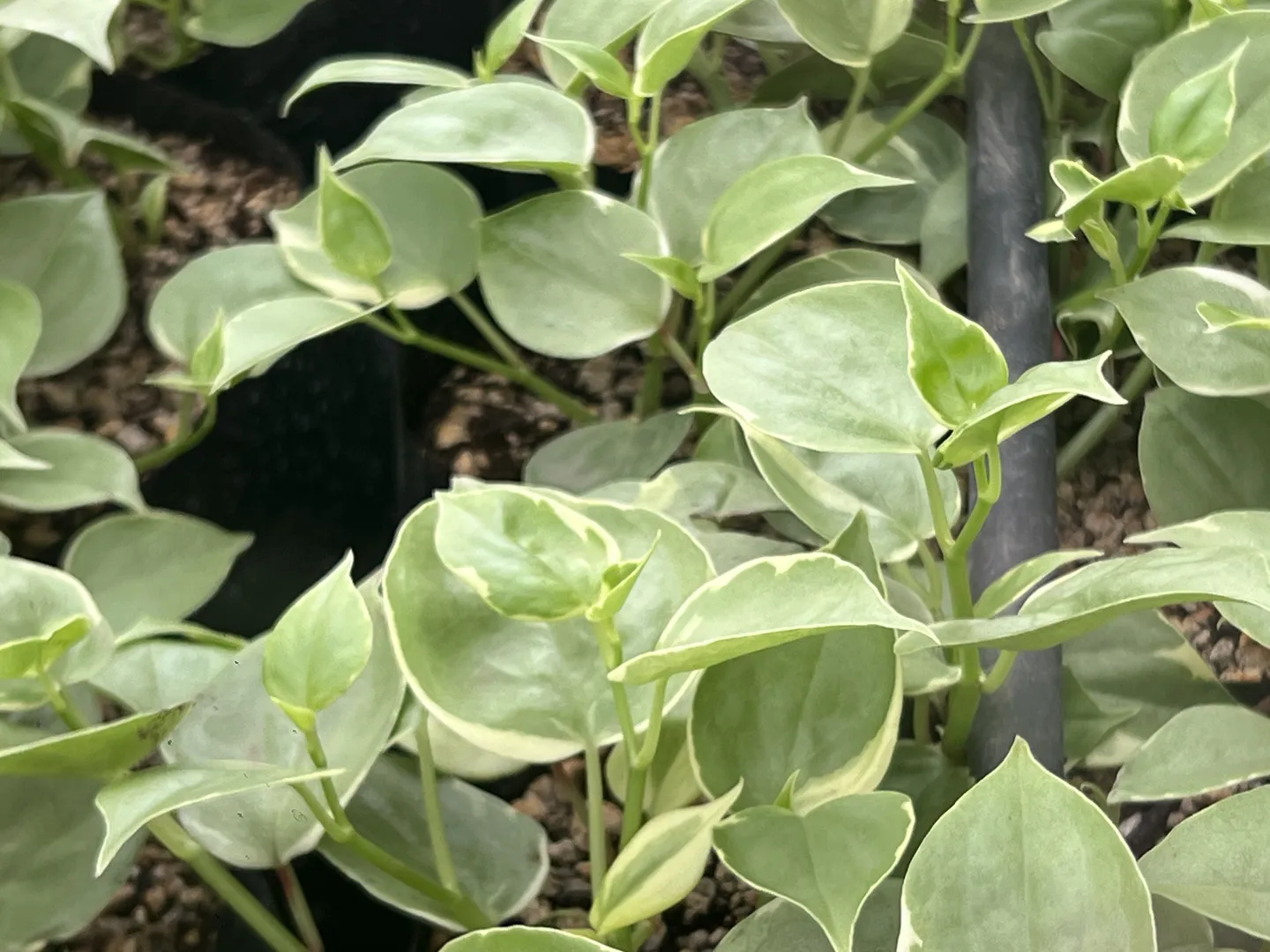PEPEROMIA VARIEGATED SCANDENS