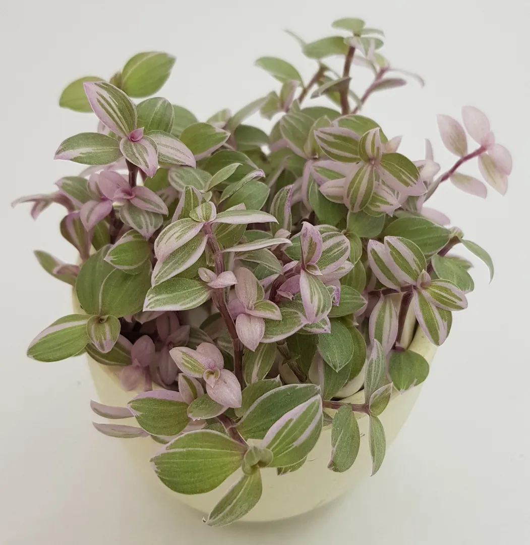 TRADESCANTIA PINK PANTHER