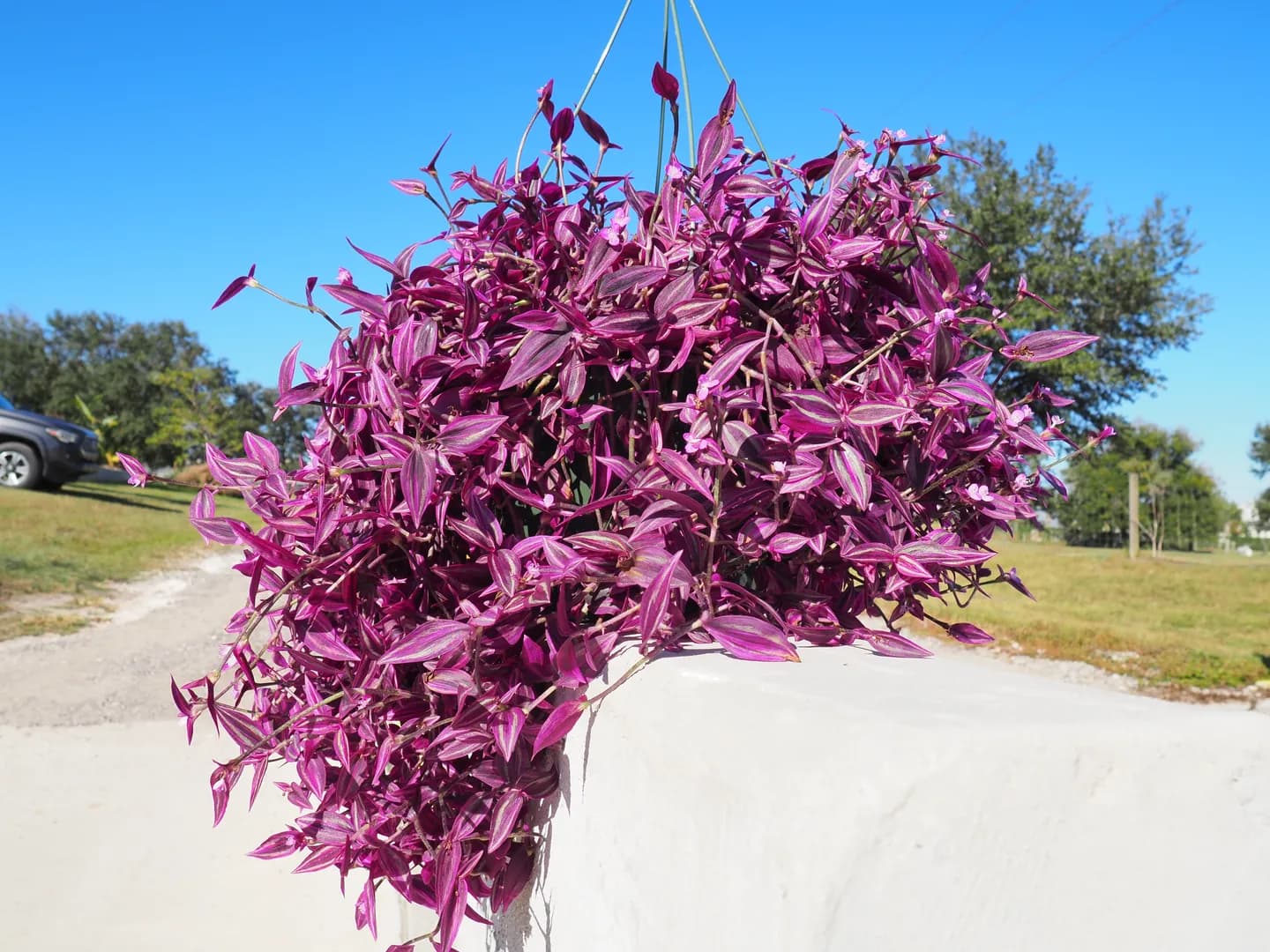 TRADESCANTIA PINK PARADISE